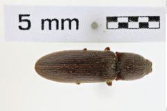 Foto (Dorsalansicht) von Gambrinus sinuifrons (NHMW-ZOO-COL-0008591)